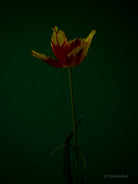 Tulip Photo Picture by Tomas Rodak for sale at TOMs FLOWer CLUB. Limited edition runs of 139 only, framed as real photo print of museum quality, behind 2mm acrylic glass, made by WhiteWall.