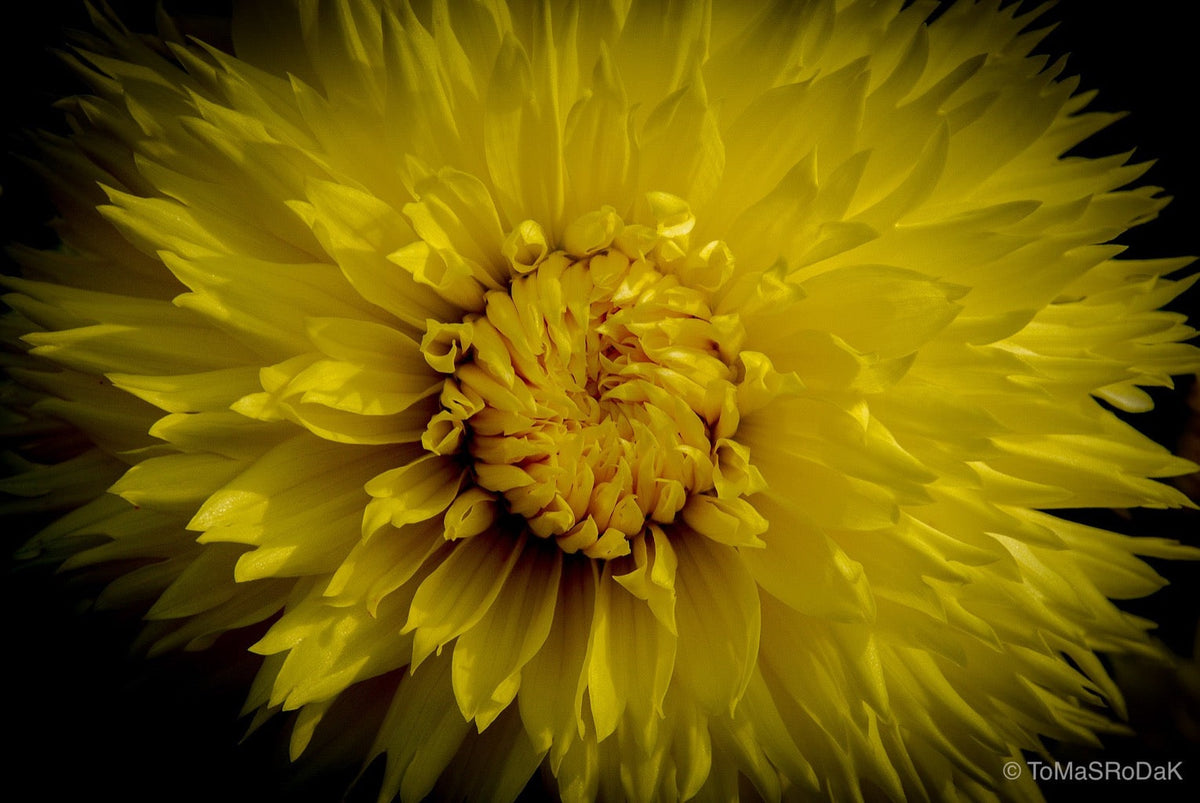 Dahlia by TOMas Rodak, real photo behind acrylic glass in limited edition runs of 139 for sale at TOMs FLOWer CLUB, gallery quality, signed, numbered and certified. 