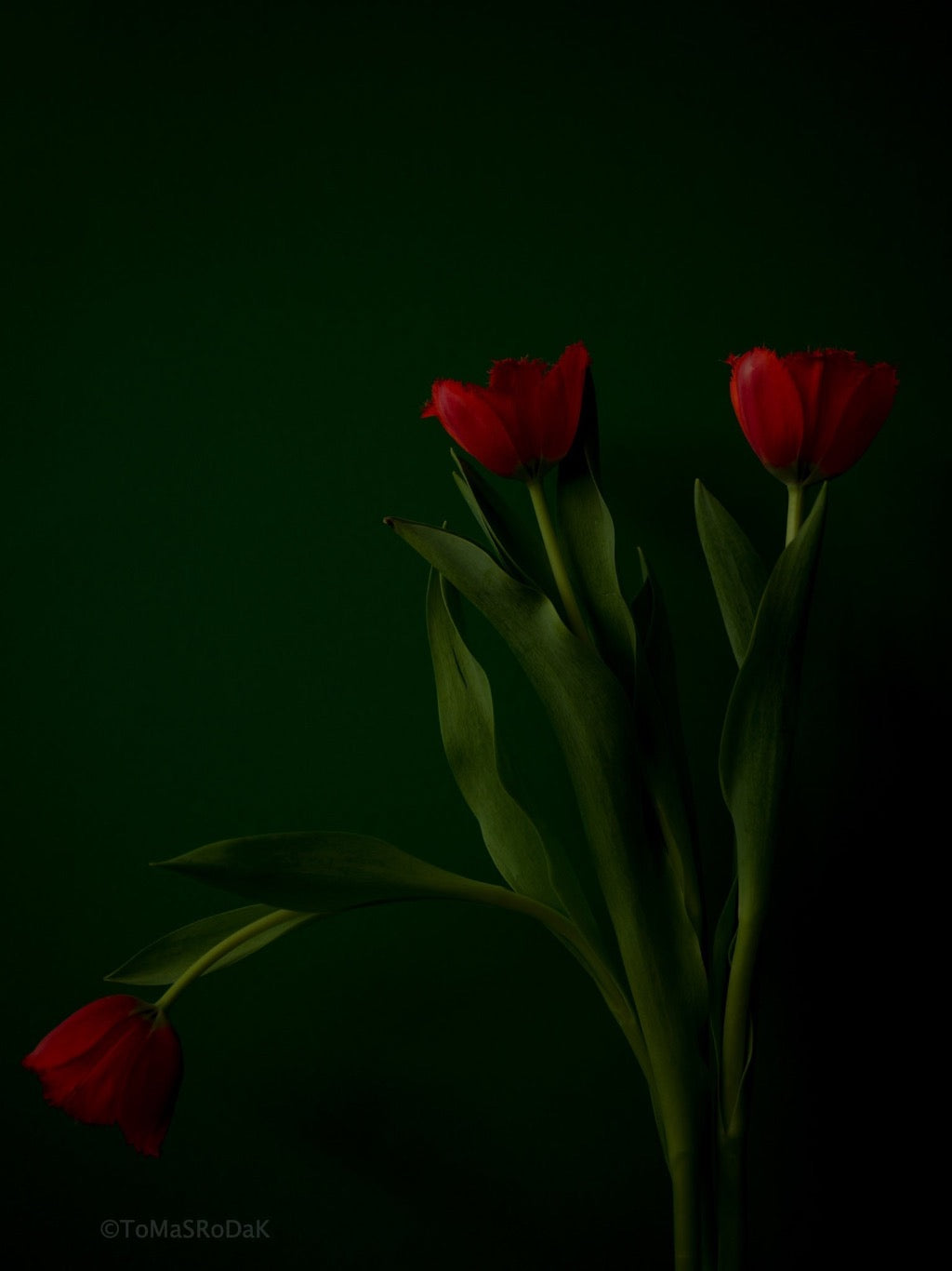 Tulip Photo Picture by Tomas Rodak for sale at TOMs FLOWer CLUB. Limited edition runs of 139 only, framed as real photo print of museum quality, behind 2mm acrylic glass, made by WhiteWall.