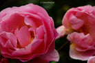 Pink roses, still life floral art photography by Tomas Rodak, photo behind the acrylic glas made by White Wall / LUMAS; offered for sale by TOMs FLOWer CLUB.