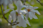 White magnolia by TOMas Rodak, real photo behind acrylic glass in limited edition runs of 139 for sale at TOMs FLOWer CLUB, gallery quality, signed, numbered and certified.