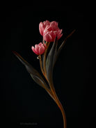 Tulip Photo Picture by Tomas Rodak for sale at TOMs FLOWer CLUB. Limited edition runs of 139 only, framed as real photo print of museum quality, behind 2mm acrylic glass, made by WhiteWall.