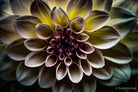 Dahlia by TOMas Rodak, real photo behind acrylic glass in limited edition runs of 139 for sale at TOMs FLOWer CLUB, gallery quality, signed, numbered and certified. 
