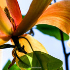 White magnolia by TOMas Rodak, real photo behind acrylic glass in limited edition runs of 139 for sale at TOMs FLOWer CLUB, gallery quality, signed, numbered and certified.