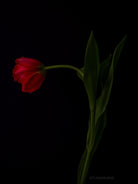 Tulip Photo Picture by Tomas Rodak for sale at TOMs FLOWer CLUB. Limited edition runs of 139 only, framed as real photo print of museum quality, behind 2mm acrylic glass, made by WhiteWall.