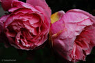 Pink roses, still life floral art photography by Tomas Rodak, photo behind the acrylic glas made by White Wall / LUMAS; offered for sale by TOMs FLOWer CLUB.