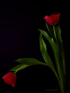 Tulip Photo Picture by Tomas Rodak for sale at TOMs FLOWer CLUB. Limited edition runs of 139 only, framed as real photo print of museum quality, behind 2mm acrylic glass, made by WhiteWall.