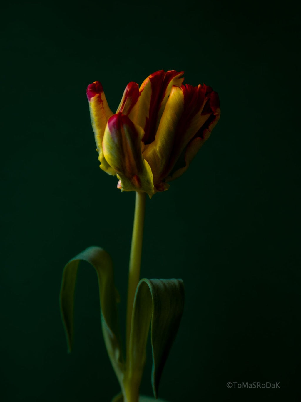 Tulip Photo Picture by Tomas Rodak for sale at TOMs FLOWer CLUB. Limited edition runs of 139 only, framed as real photo print of museum quality, behind 2mm acrylic glass, made by WhiteWall.