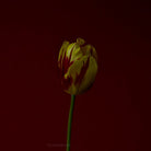 Tulip Photo Picture by Tomas Rodak for sale at TOMs FLOWer CLUB. Limited edition runs of 139 only, framed as real photo print of museum quality, behind 2mm acrylic glass, made by WhiteWall.