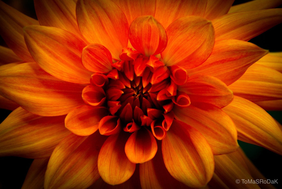 Dahlia by TOMas Rodak, real photo behind acrylic glass in limited edition runs of 139 for sale at TOMs FLOWer CLUB, gallery quality, signed, numbered and certified. 