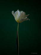 Tulip Photo Picture by Tomas Rodak for sale at TOMs FLOWer CLUB. Limited edition runs of 139 only, framed as real photo print of museum quality, behind 2mm acrylic glass, made by WhiteWall.