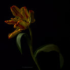 Tulip Photo Picture by Tomas Rodak for sale at TOMs FLOWer CLUB. Limited edition runs of 139 only, framed as real photo print of museum quality, behind 2mm acrylic glass, made by WhiteWall.