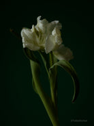 Tulip Photo Picture by Tomas Rodak for sale at TOMs FLOWer CLUB. Limited edition runs of 139 only, framed as real photo print of museum quality, behind 2mm acrylic glass, made by WhiteWall.