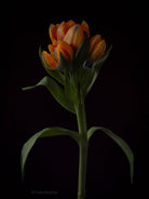 Tulip Photo Picture by Tomas Rodak for sale at TOMs FLOWer CLUB. Limited edition runs of 139 only, framed as real photo print of museum quality, behind 2mm acrylic glass, made by WhiteWall.