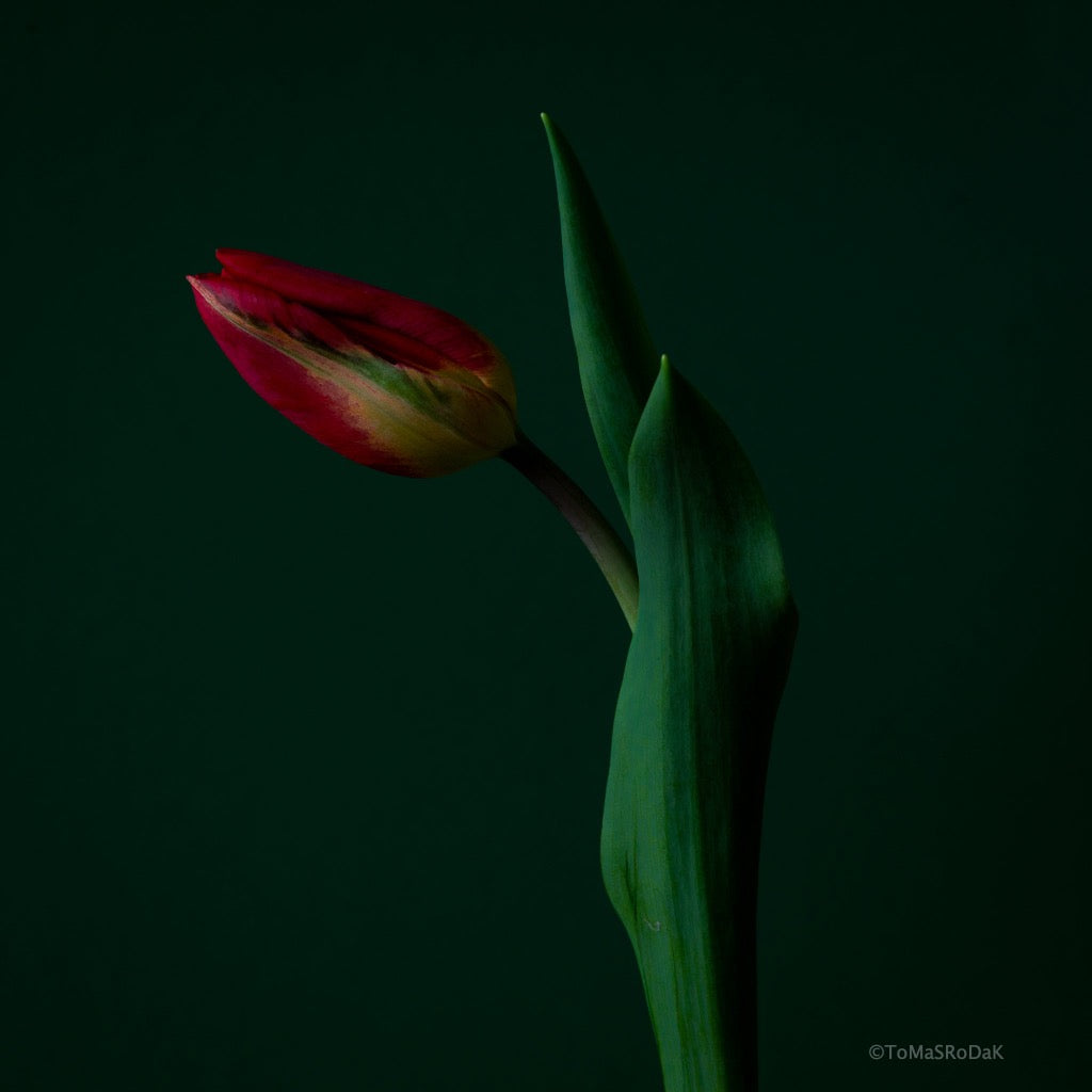 Tulip Photo Picture by Tomas Rodak for sale at TOMs FLOWer CLUB. Limited edition runs of 139 only, framed as real photo print of museum quality, behind 2mm acrylic glass, made by WhiteWall.