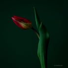 Tulip Photo Picture by Tomas Rodak for sale at TOMs FLOWer CLUB. Limited edition runs of 139 only, framed as real photo print of museum quality, behind 2mm acrylic glass, made by WhiteWall.