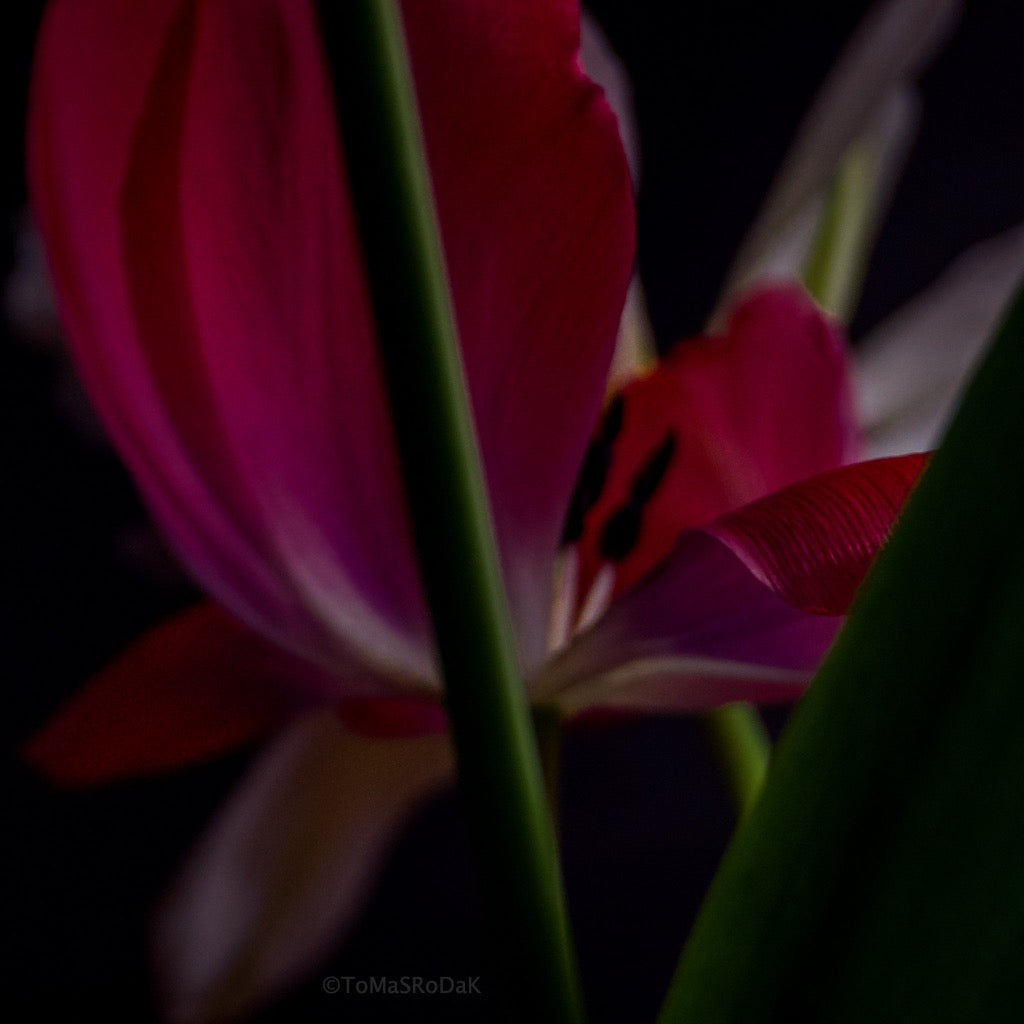 Tulip Photo Picture by Tomas Rodak for sale at TOMs FLOWer CLUB. Limited edition runs of 139 only, framed as real photo print of museum quality, behind 2mm acrylic glass, made by WhiteWall.