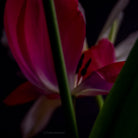 Tulip Photo Picture by Tomas Rodak for sale at TOMs FLOWer CLUB. Limited edition runs of 139 only, framed as real photo print of museum quality, behind 2mm acrylic glass, made by WhiteWall.