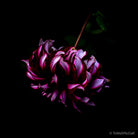 Dahlia by TOMas Rodak, real photo behind acrylic glass in limited edition runs of 139 for sale at TOMs FLOWer CLUB, gallery quality, signed, numbered and certified. 