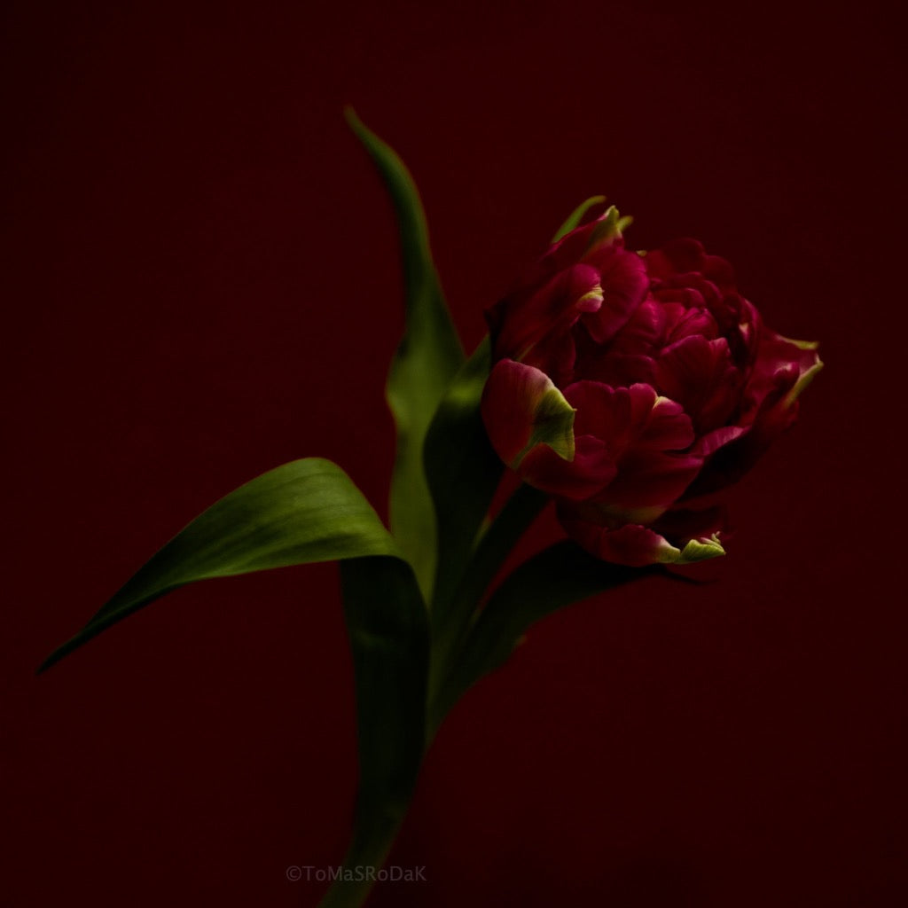Tulip Photo Picture by Tomas Rodak for sale at TOMs FLOWer CLUB. Limited edition runs of 139 only, framed as real photo print of museum quality, behind 2mm acrylic glass, made by WhiteWall.