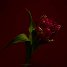 Tulip Photo Picture by Tomas Rodak for sale at TOMs FLOWer CLUB. Limited edition runs of 139 only, framed as real photo print of museum quality, behind 2mm acrylic glass, made by WhiteWall.