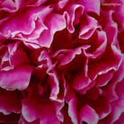Pink peony flower, leaf scape art photo collection by TOMas Rodak for sale at TOMs FLOWer CLUB.