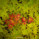 Maple branch, green, red, Tree series of art photography by Tomas Rodak, photo behind the acrylic glas made by White Wall / LUMAS; offered for sale by TOMs FLOWer CLUB. 