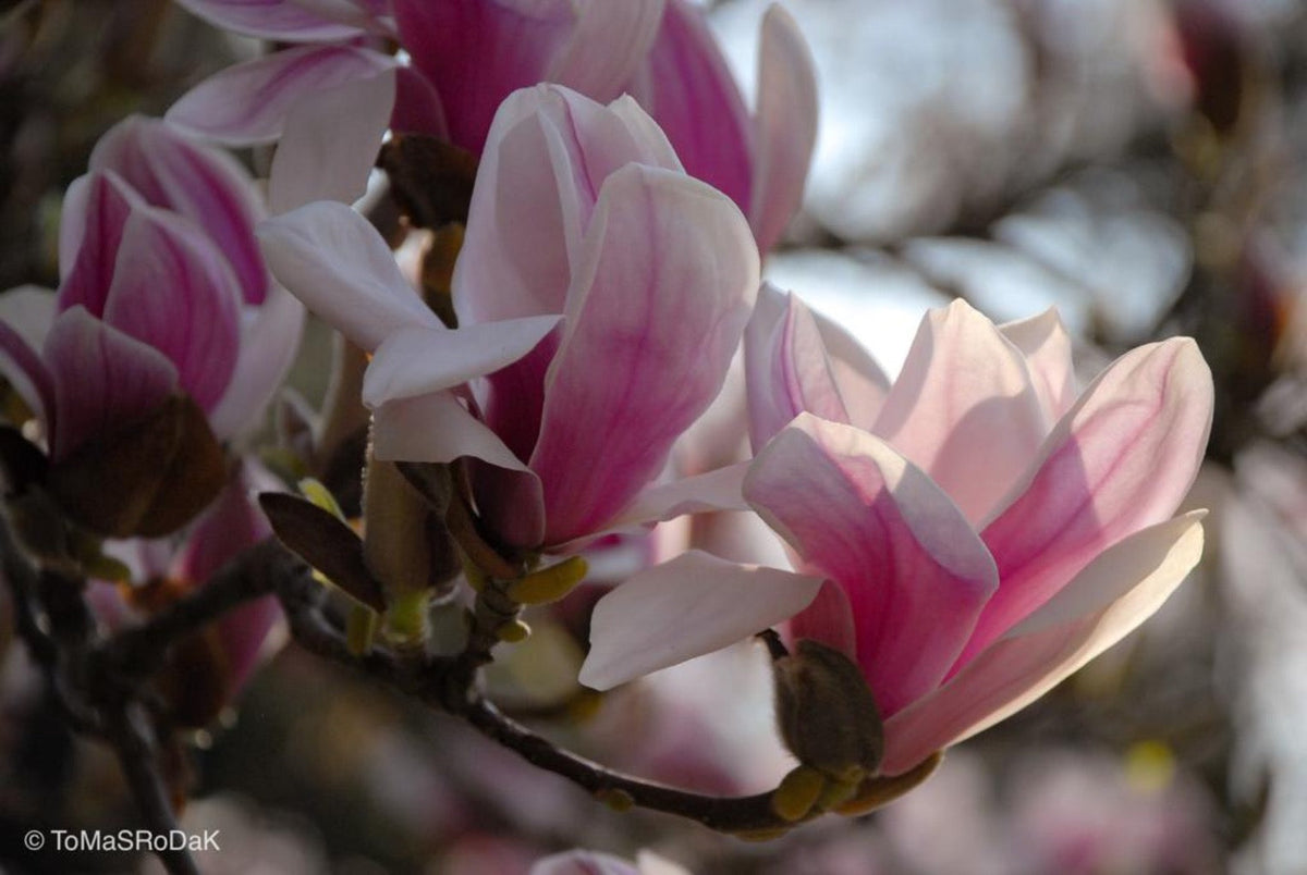 Pink magnolia by TOMas Rodak, real photo behind acrylic glass in limited edition runs of 139 for sale at TOMs FLOWer CLUB, gallery quality, signed, numbered and certified.