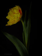 Tulip Photo Picture by Tomas Rodak for sale at TOMs FLOWer CLUB. Limited edition runs of 139 only, framed as real photo print of museum quality, behind 2mm acrylic glass, made by WhiteWall.