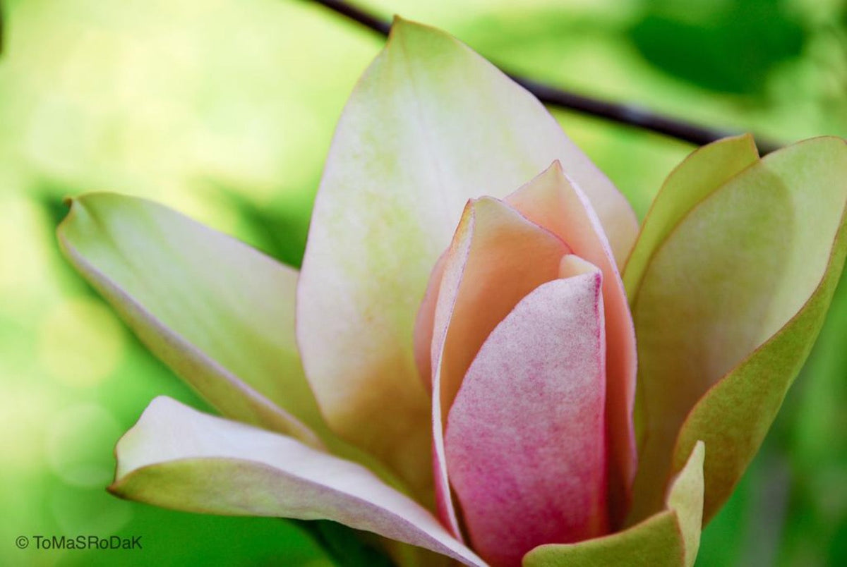 White magnolia by TOMas Rodak, real photo behind acrylic glass in limited edition runs of 139 for sale at TOMs FLOWer CLUB, gallery quality, signed, numbered and certified.
