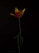 Tulip Photo Picture by Tomas Rodak for sale at TOMs FLOWer CLUB. Limited edition runs of 139 only, framed as real photo print of museum quality, behind 2mm acrylic glass, made by WhiteWall.