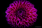 Dahlia by TOMas Rodak, real photo behind acrylic glass in limited edition runs of 139 for sale at TOMs FLOWer CLUB, gallery quality, signed, numbered and certified. 
