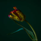 Tulip Photo Picture by Tomas Rodak for sale at TOMs FLOWer CLUB. Limited edition runs of 139 only, framed as real photo print of museum quality, behind 2mm acrylic glass, made by WhiteWall.