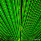 Trachycarpus fortunei, leaf scape art photo collection by TOMas Rodak for sale at TOMs FLOWer CLUB .