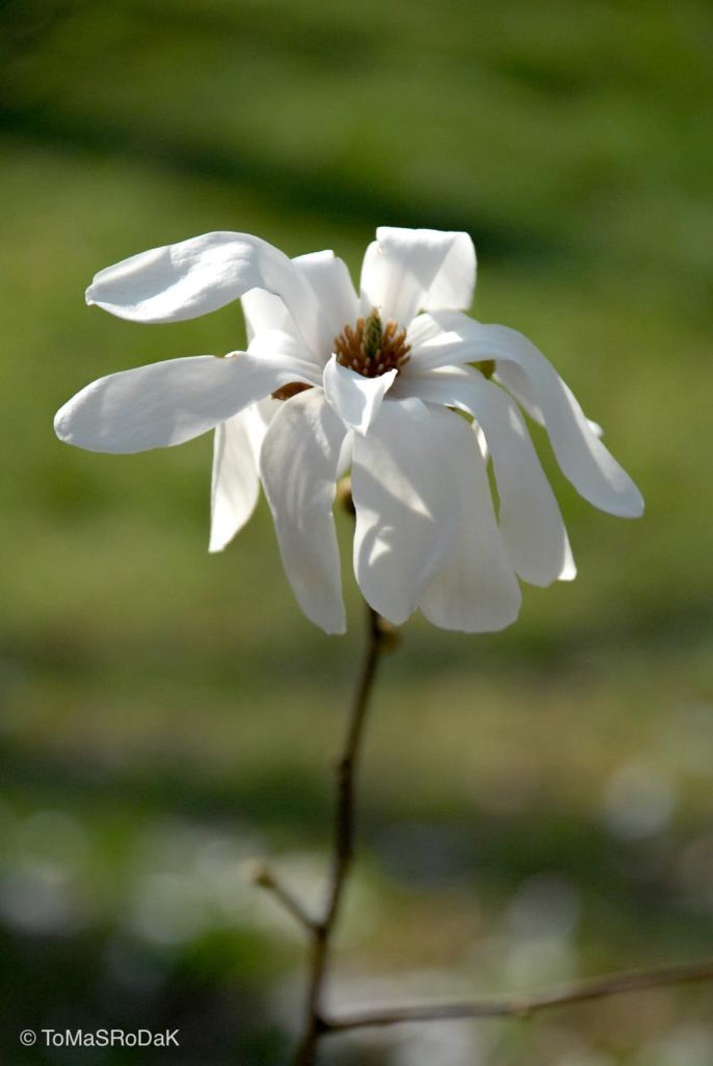White magnolia by TOMas Rodak, real photo behind acrylic glass in limited edition runs of 139 for sale at TOMs FLOWer CLUB, gallery quality, signed, numbered and certified.