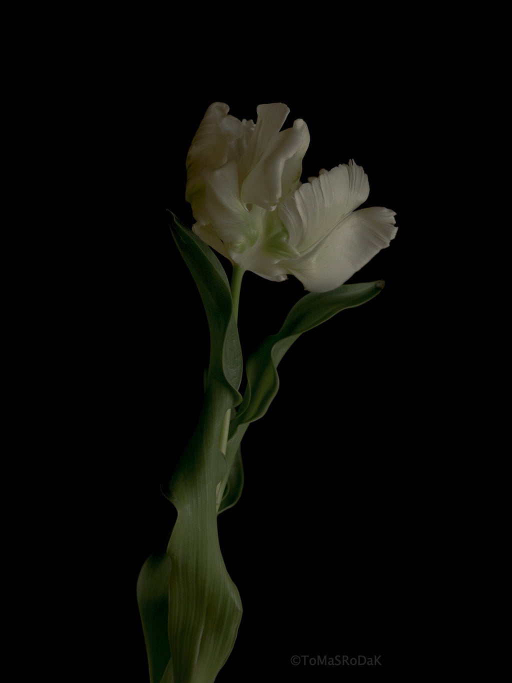 Tulip Photo Picture by Tomas Rodak for sale at TOMs FLOWer CLUB. Limited edition runs of 139 only, framed as real photo print of museum quality, behind 2mm acrylic glass, made by WhiteWall.