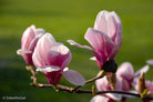 Pink magnolia by TOMas Rodak, real photo behind acrylic glass in limited edition runs of 139 for sale at TOMs FLOWer CLUB, gallery quality, signed, numbered and certified.