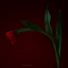 Tulip Photo Picture by Tomas Rodak for sale at TOMs FLOWer CLUB. Limited edition runs of 139 only, framed as real photo print of museum quality, behind 2mm acrylic glass, made by WhiteWall.