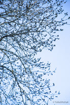 Tree series of art photography by Tomas Rodak, photo behind the acrylic glas made by White Wall / LUMAS; offered for sale by TOMs FLOWer CLUB. 