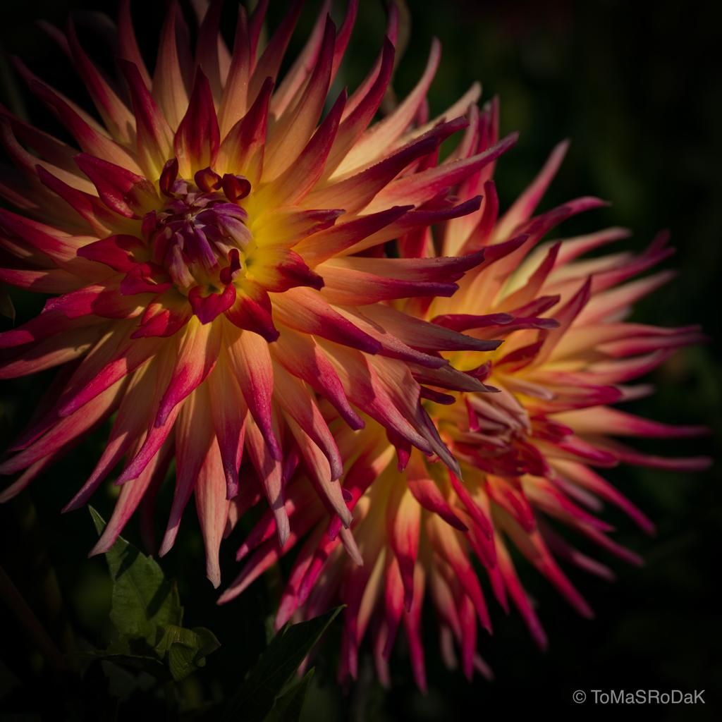 Orange cactus dahlia, still life floral art photography by Tomas Rodak, photo behind the acrylic glas made by White Wall / LUMAS; offered for sale by TOMs FLOWer CLUB.