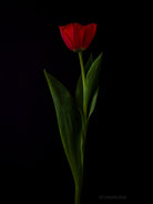 Tulip Photo Picture by Tomas Rodak for sale at TOMs FLOWer CLUB. Limited edition runs of 139 only, framed as real photo print of museum quality, behind 2mm acrylic glass, made by WhiteWall.