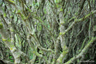 Tree series of art photography by Tomas Rodak, photo behind the acrylic glas made by White Wall / LUMAS; offered for sale by TOMs FLOWer CLUB.