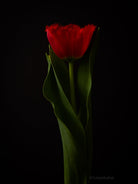 Tulip Photo Picture by Tomas Rodak for sale at TOMs FLOWer CLUB. Limited edition runs of 139 only, framed as real photo print of museum quality, behind 2mm acrylic glass, made by WhiteWall.