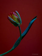 Tulip Photo Picture by Tomas Rodak for sale at TOMs FLOWer CLUB. Limited edition runs of 139 only, framed as real photo print of museum quality, behind 2mm acrylic glass, made by WhiteWall.
