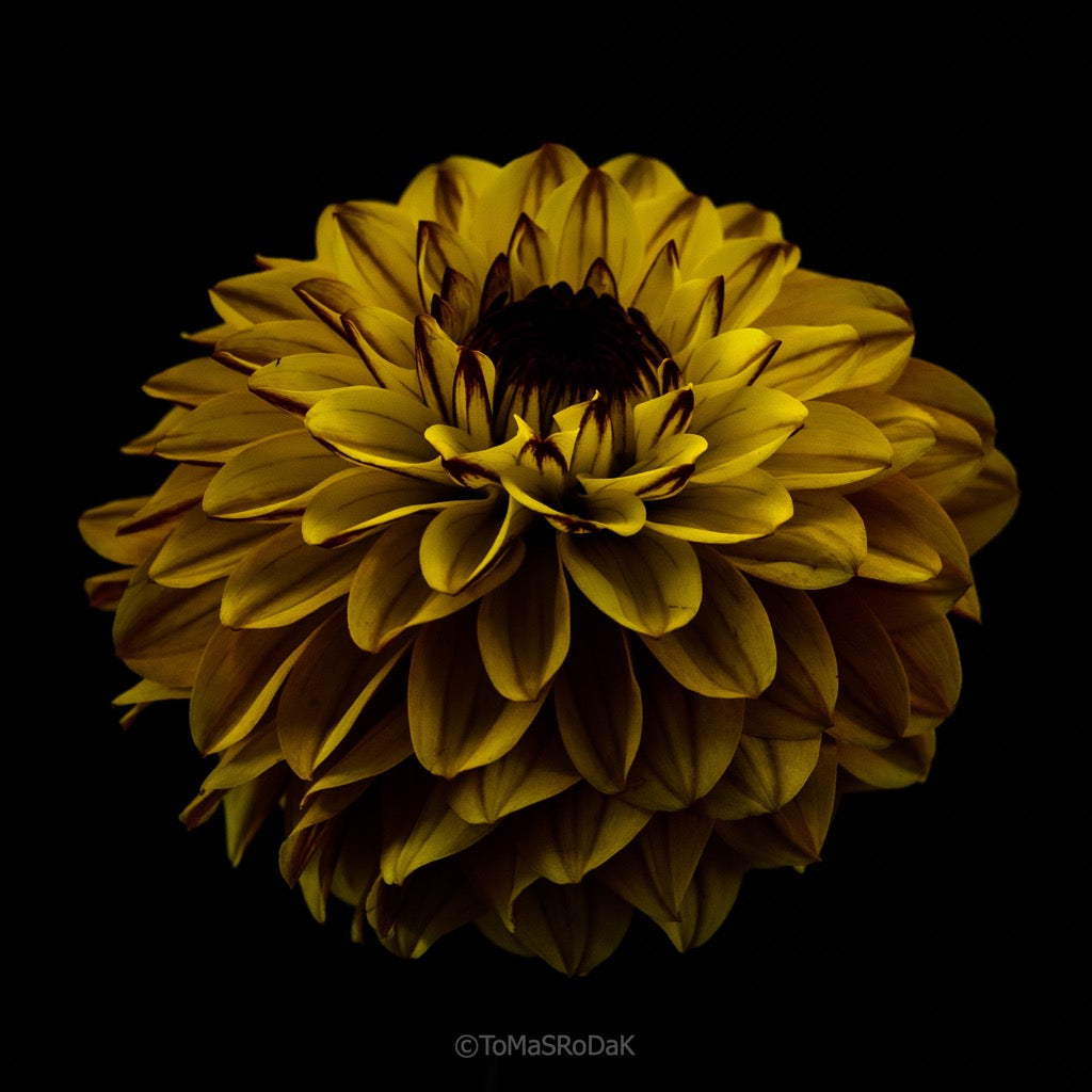 Dahlia by TOMas Rodak, real photo behind acrylic glass in limited edition runs of 139 for sale at TOMs FLOWer CLUB, gallery quality, signed, numbered and certified. 