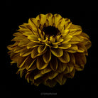 Dahlia by TOMas Rodak, real photo behind acrylic glass in limited edition runs of 139 for sale at TOMs FLOWer CLUB, gallery quality, signed, numbered and certified. 