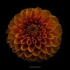Dahlia by TOMas Rodak, real photo behind acrylic glass in limited edition runs of 139 for sale at TOMs FLOWer CLUB, gallery quality, signed, numbered and certified. 