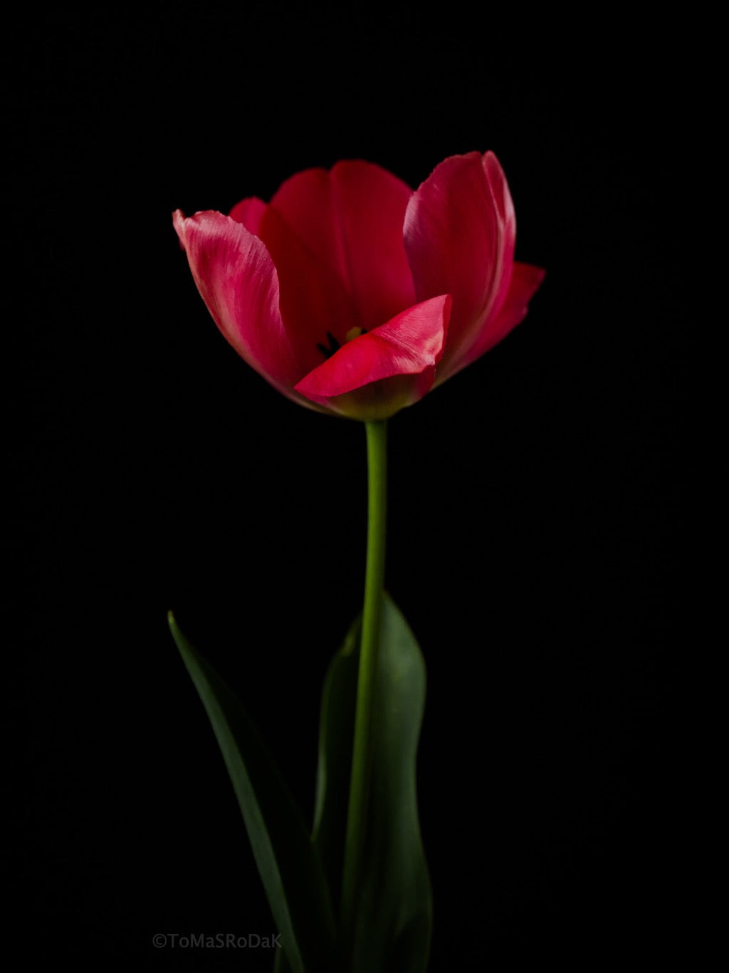 Tulip Photo Picture by Tomas Rodak for sale at TOMs FLOWer CLUB. Limited edition runs of 139 only, framed as real photo print of museum quality, behind 2mm acrylic glass, made by WhiteWall.