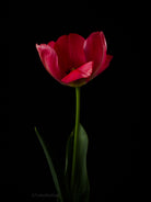 Tulip Photo Picture by Tomas Rodak for sale at TOMs FLOWer CLUB. Limited edition runs of 139 only, framed as real photo print of museum quality, behind 2mm acrylic glass, made by WhiteWall.