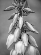 BLACK & WHITE Hasselblad photo art by Swiss photographer TOMas Rodak for sale at TOMs FLOWer CLUB, limited edition, flowers of Yucca Filamentosa